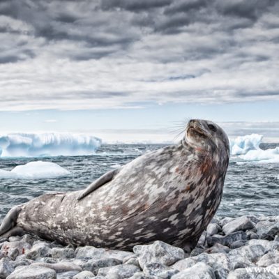 VACLAV SILHA_antarctica 81